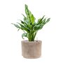 Aglaonema 'Miss Julliete' in Terra Cotta